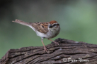 Chipping Sparrow by Dyan Nemec 2016