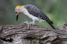 Golden-fronted Woodpecker by Dyan Nemec 2016
