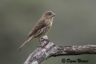 House Finch (f) by Dyan Nemec 2016