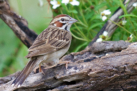 Chipping Sparrow by David Roberts 2016