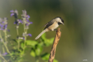 Chickadee by Sandy Kilson 2016