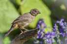 Say's Phoebe by Keith Kilson 2016