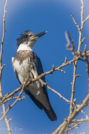 Belted Kingfisher by Keith Kilson 2016