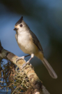 Black-crested Titmouse by Keith Kilson 2016