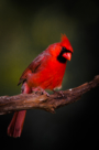 Northern Cardinal by Barbara Pickthall 2015