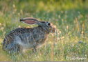 Jack Rabbit in field by Leo Keeler