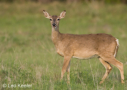 Whitetail Doe by Leo Keeler