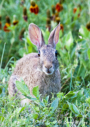 Cottontail Rabbit in field