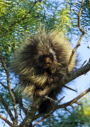Porcupine in tree in yard at BCNA