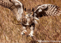 Great Horned Owl by Tabatha Osbourne