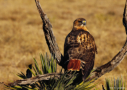 Red-tailed Hawk on Yucca by D.K. Langford