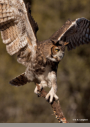 Great-horned Owl by D.K. Langford