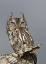 Eastern Screech-Owl by Kathy Adams Clark