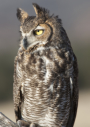Great Horned Owl by Kathy Adams Clark