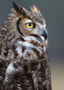 Great Horned Owl by Chris Smith