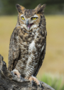 Great Horned Owl  Michael Lustbader 2015