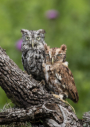 Screech Owls by Larry Ditto 2016