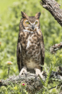 Great Horned Owl by Allen Dale 2016