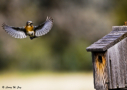 Eastern Bluebird