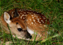 Whitetail Fawn