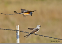 Scissor-tailed Flycatchers on fence