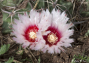 Horse crippler cactus flowers