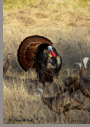 Rio Grande Turkeys