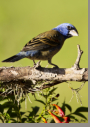 Blue Grosbeak