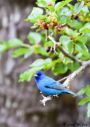 Indigo Bunting