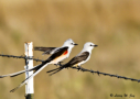 Scissor-tailed Flycatchers on fence