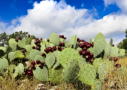 Cactus and tunas