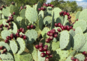 Cactus and tunas