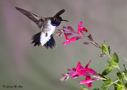 Black-chinned Hummingbird