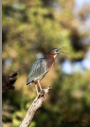 Green Heron at BCNA pond