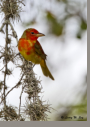 Summer Tanager (immature)