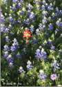 Bluebonnets with Indian Paintbrush
