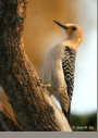 Golden-fronted Woodpecker