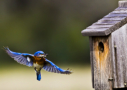 Eastern Bluebird