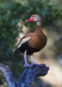 Black-bellied Whistling Duck