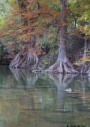 Cypress Trees on Guadalupe River (near BCNA)