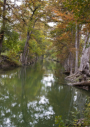 Cypress Trees on Guadalupe River (near BCNA)