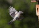 Eastern Bluebird