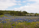 Bluebonnets near BCNA