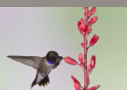 Black-chinned Hummingbird