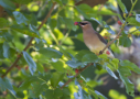 Cedar Waxwing