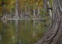 Cypress Trees on Guadalupe River (near BCNA)