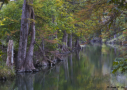 Cypress Trees on Guadalupe River (near BCNA)
