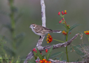 Lark Sparrow