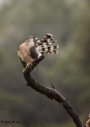 Sharp-shinned Hawk