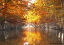 Cypress color on the Guadalupe River